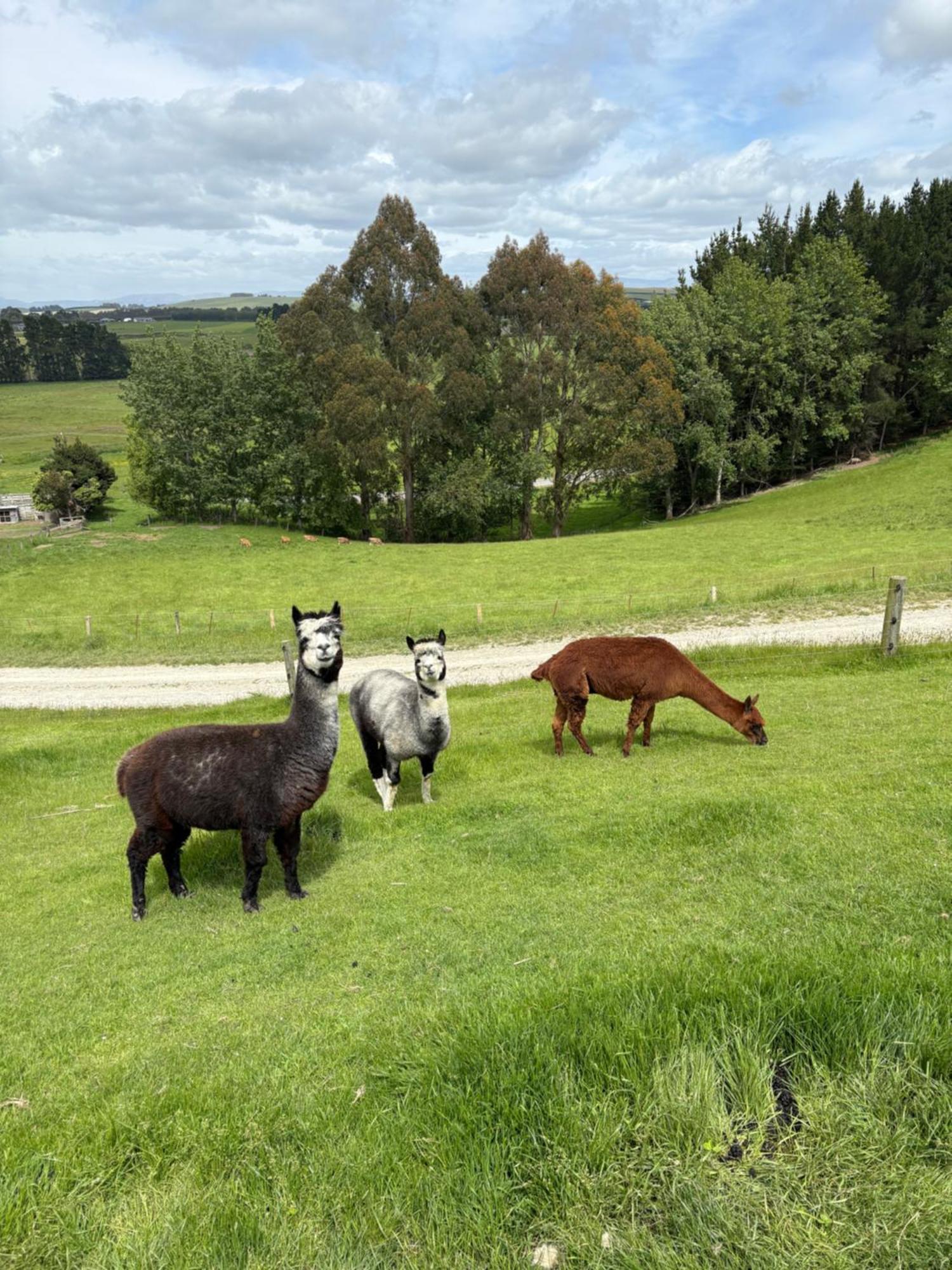 The Shepherd'S Rest Oamaru Buitenkant foto